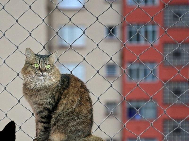 Como escolher o modelo certo de rede em Manaus