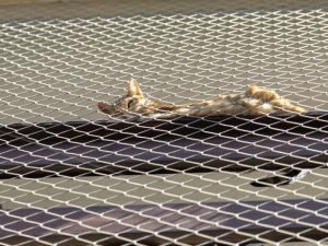 Proteção contra quedas para pets em Manaus