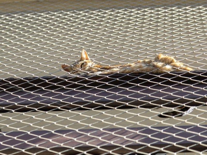 Proteção contra quedas para pets em Manaus