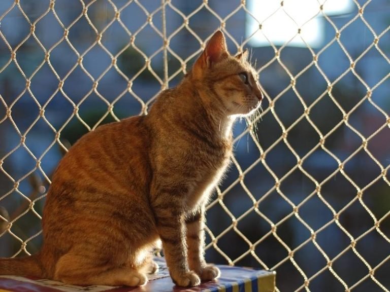 Telas de segurança para idosos em Manaus