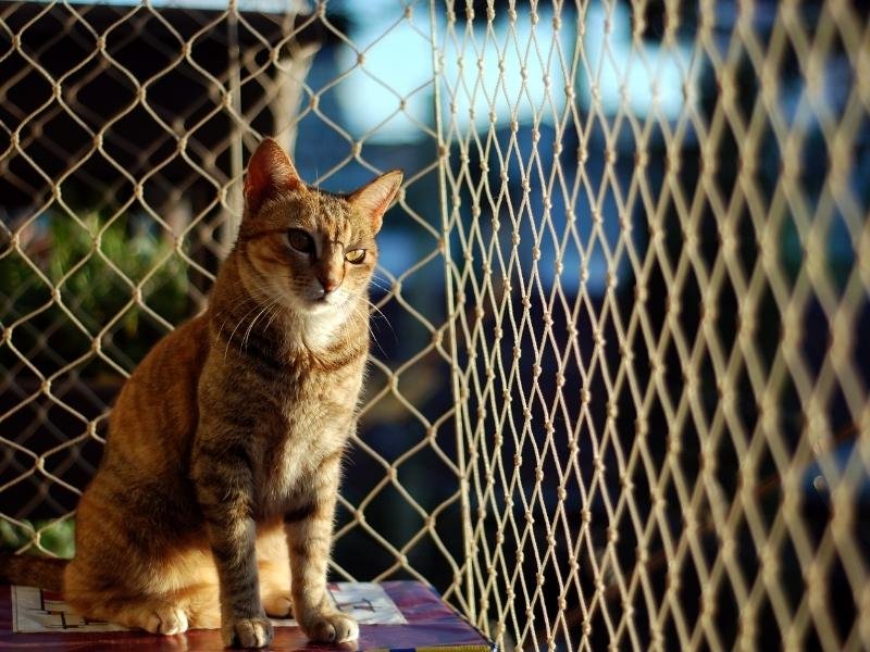 Rede de Proteção para Gatos em Manaquiri Rede de Proteção para Gatos em Manaquiri
